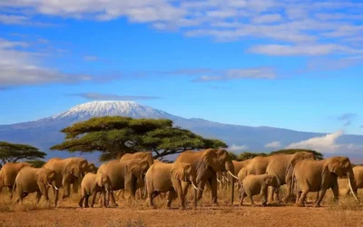 Tanzania dal 3 al 12 Novembre